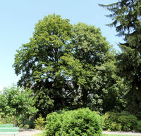 Acer pseudoplatanus L. – Photo: Andrea Moro 2008, Dryades TSB56799.jpg