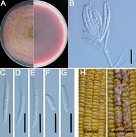 Fusarium avenaceum Wei Guo.jpg