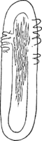 Gymnosporangium tremelloides (A. Br.) Hart. Abb1009d (Gäumann 1959, Rostpilze Mitteleuropas).png