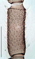 Leptosciarella melanoxera Antenna HT.jpg