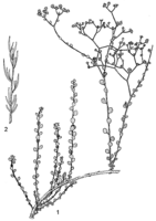 Linedrawing Haplophyllum tuberculatum.gif