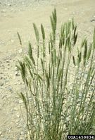 Agropyron cristatum IPM1459834.jpg