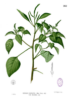 Amaranthus viridis Blanco2.262.png