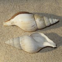 BEQ3E SC Spindelschnecke.jpg