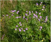 Geranium sylvaticum L.