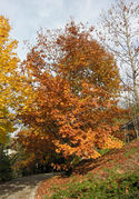 Silhouette of Quercus rubra L. (photo Andrea Moro 2008)