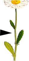 Herbs stalk - pointing character.svg