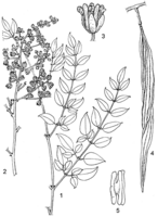 Linedrawing Moringa stenopetala.gif