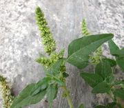 Inflorescence of Amaranthus deflexus L.