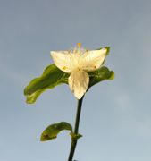 Tradescantia fluminensis Vell.