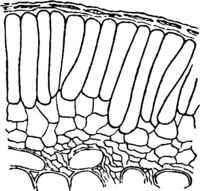 Melampsora allii-populina Kleb. Abb0123-4 (Gäumann 1959, Rostpilze Mitteleuropas).png