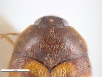 Trogoderma inclusum PaDIL135879e.jpg