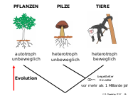 Abb1.1 Evolution Pilze Tiere Pflanzen autotroph heterotroph 2021.svg