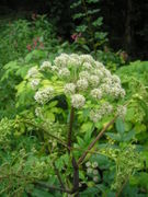 Angelica sylvestris JuliaKruse 1.jpg