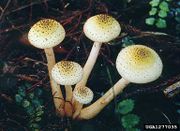 Armillaria limonea IPM1277035.jpg