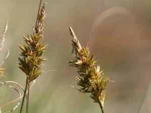 Carex arenaria detail.jpeg