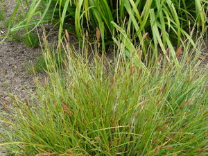 Carex binervis plant (01).jpg