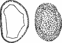 Coleosporium Pulsatillae (Str.) Lev. Abb0093-1 (Gäumann 1959, Rostpilze Mitteleuropas).png