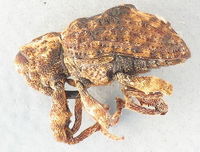 Conotrachelus juglandis1.jpg