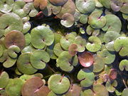 Hydrocharis morsus-ranae L.