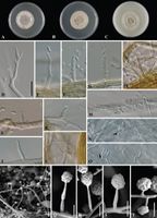 Phaeoacremonium fraxinopennsylvanicum StudMycol 2006.jpg