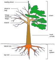 Tree structure JR Press 1.jpg