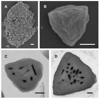 Alphabaculovirus alterchrincludentis Viruses 2019.jpg