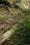 Deschampsia cespitosa (L.) P. Beauv. subsp. cespitosa (photo Andrea Moro 2004)