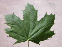 Acer platanoides L. – Photo: Andrea Moro 2005, Dryades TSB22880.jpg