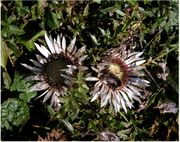 Flowers of Carlina acaulis L. subsp. acaulis (photo Andrea Moro 2005)