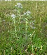 Plant portrait of Cirsium eriophorum (L.) Scop. subsp. eriophorum (photo Andrea Moro 2006)