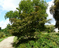 Acer japonicum Thunb. – Photo: Andrea Moro 2008, Dryades TSB58163.jpg