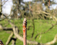 Acer opalus Mill. – Photo: Andrea Moro 2009, Dryades TSB62883.jpg