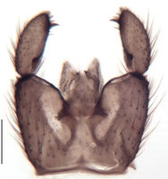 Leptosciarella nigrosetosa Hypopygium KH6359.jpg