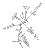 Linedrawing Ipomoea aquatica.gif