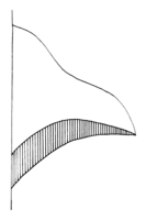 Polyporales-pileus-section-triquetrous.png