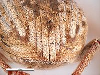 Sitona discoideus PaDIL135881e.jpg