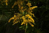 Solidago gigantea B.jpg