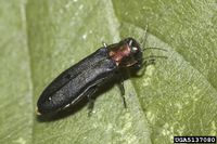 Agrilus ruficollis IPM5137080.jpg