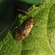 Insekten: Sonstige Wanze