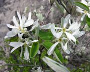 Amelanchier ovalis Medik.