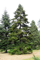 Abies recurvata Mast. – Photo: Andrea Moro 2008, Dryades TSB58416.jpg