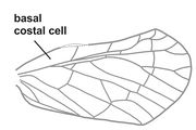 Rhotana maculata forewing.jpg