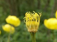 Trollius europ ohne KBl.jpg