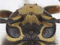 Vespula pensylvanica PaDIL142319c.jpg