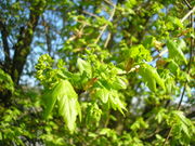 Leaves of Acer campestre