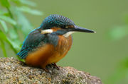 Alcedo atthis-8b.jpg