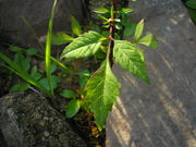 Bidens frondosa JuliaKruse 2.jpg