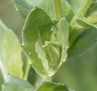 Calendula arvensis leaf (08).jpg