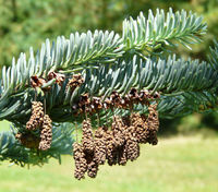 Abies procera Rehd. – Photo: Andrea Moro 2008, Dryades TSB56499.jpg